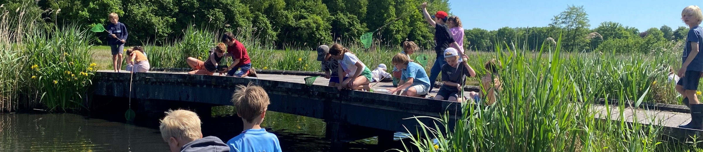 Kinderen zoeken met schepnetjes naar waterdiertjes op een vlonder