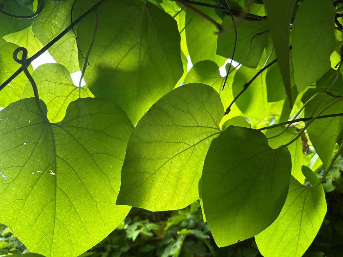 Groene bladeren in tegenlicht