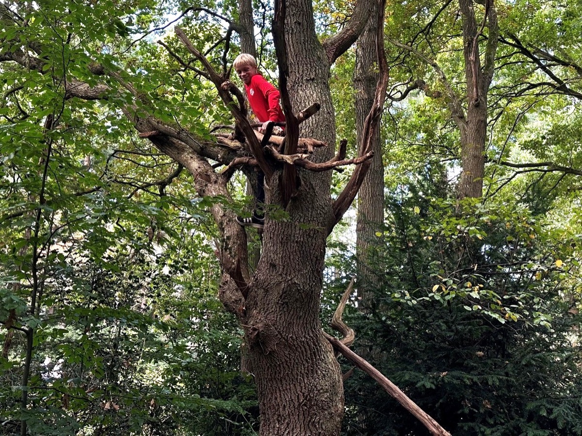 Kind klimt hoog in een grote boom